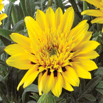 Gazania SunBathers Sunset Jane Lemon Spot
